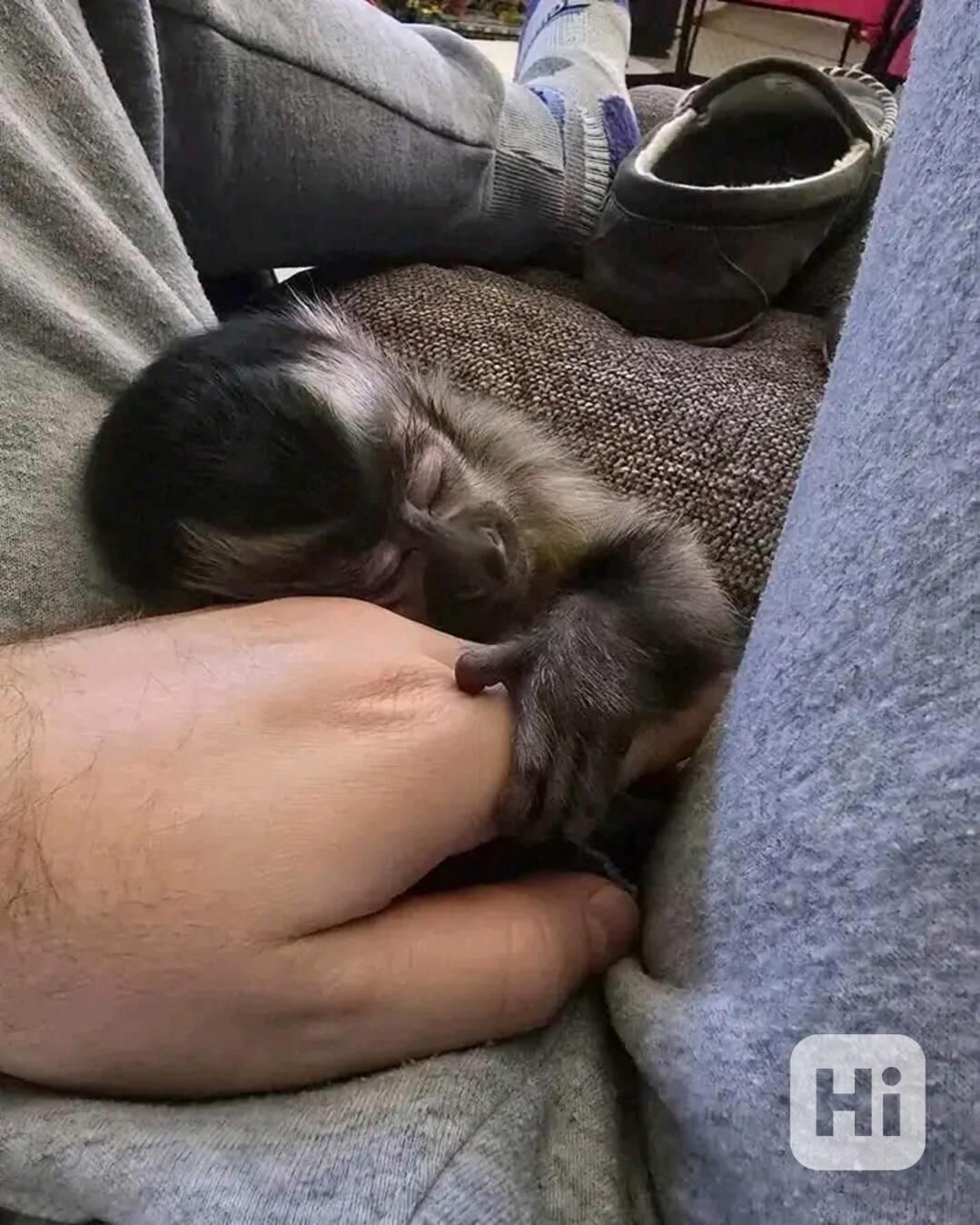  Svůdné kapucínky k odběru nového domova  - foto 1