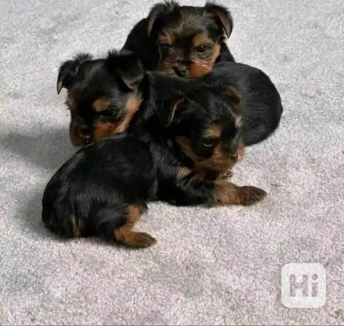 Adorable Yorkshire Terrier Puppy Available for Adoption 🐾   - foto 1