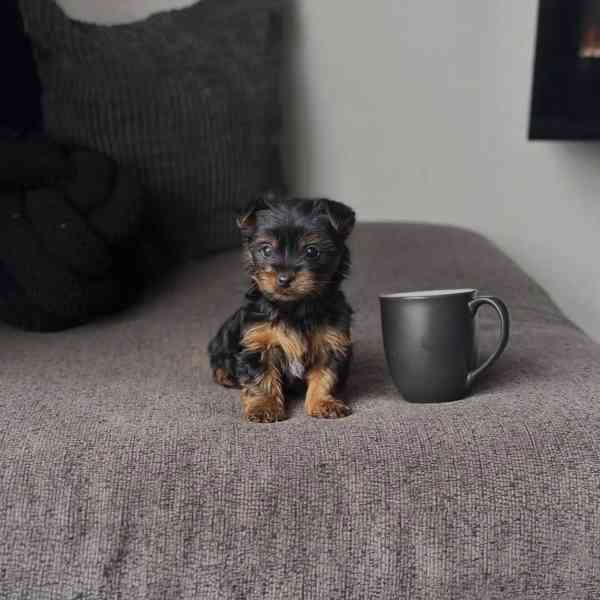 Adorable Yorkshire Terrier Puppy Available for Adoption 🐾   - foto 3