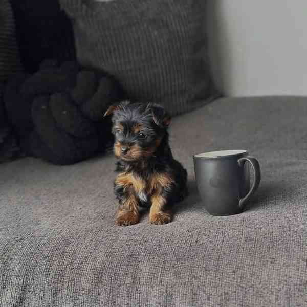 Adorable Yorkshire Terrier Puppy Available for Adoption 🐾   - foto 2