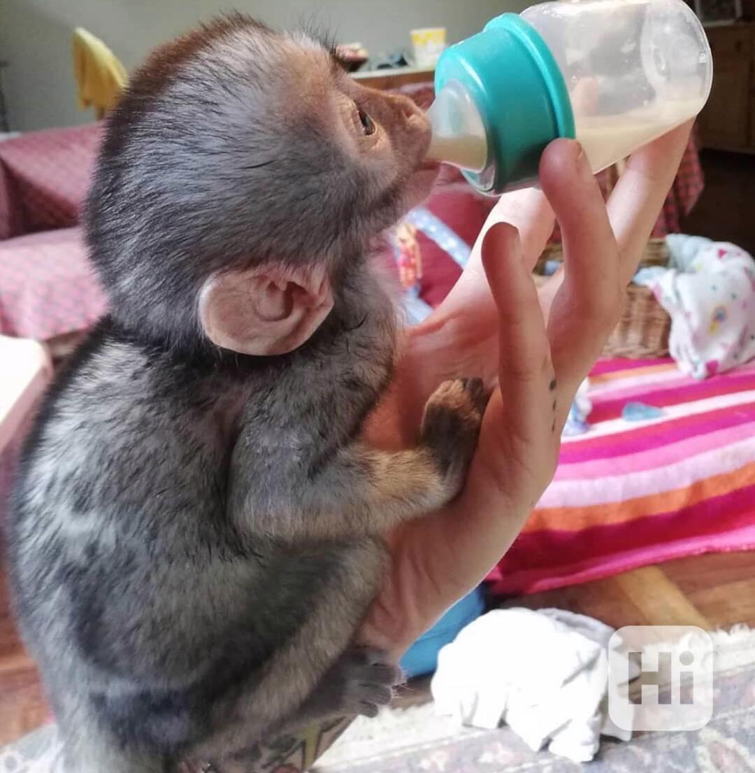 Dítě kapucínské opice k adopci velmi roztomilé - foto 1