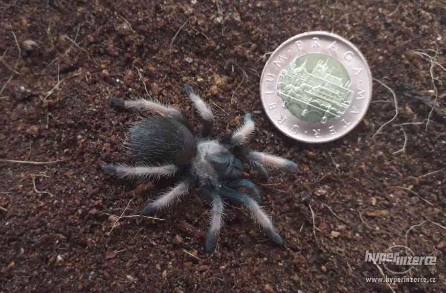 Sklípkan Brachypelma emilia - foto 2