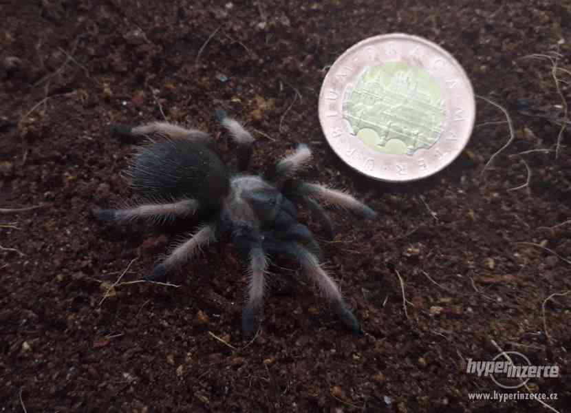 Sklípkan Brachypelma emilia - foto 3