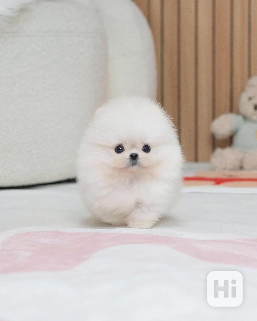 Pomeranian  - foto 1