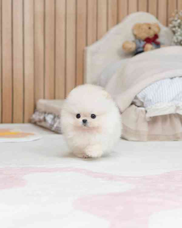 Pomeranian  - foto 4