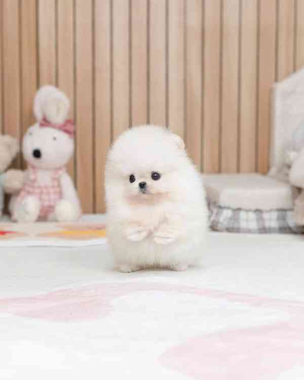 Pomeranian  - foto 3