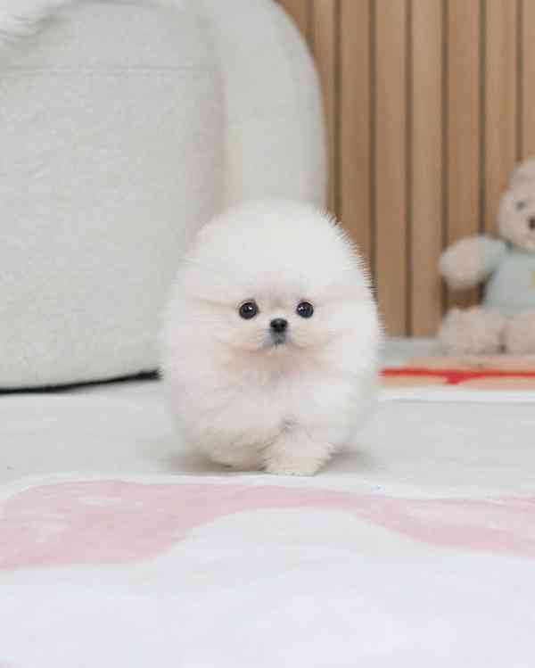 Pomeranian 