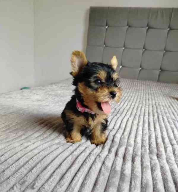 Jorkšírský teriér s PP FCI  - foto 2