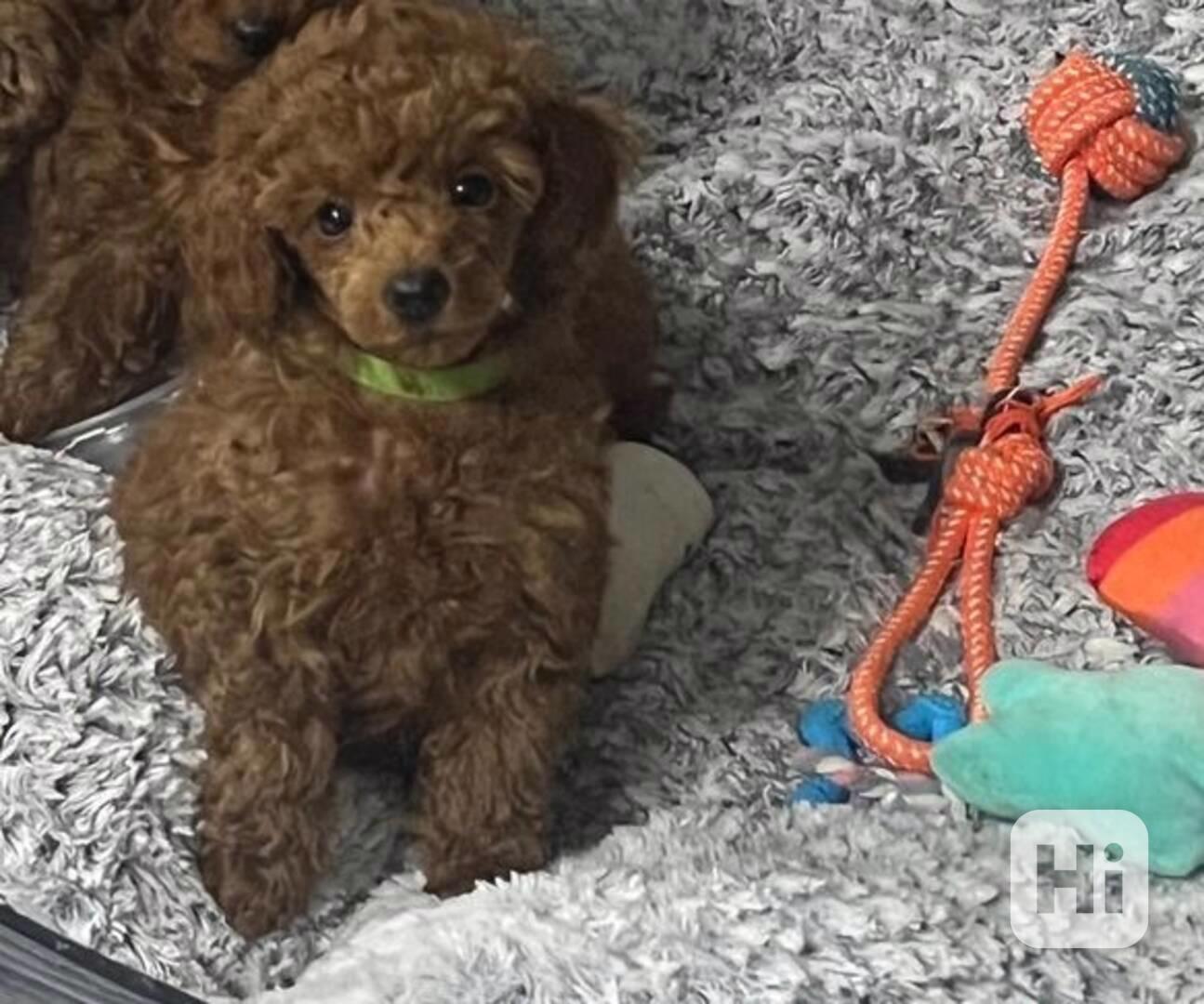 Toy Poodle For Sale - foto 1