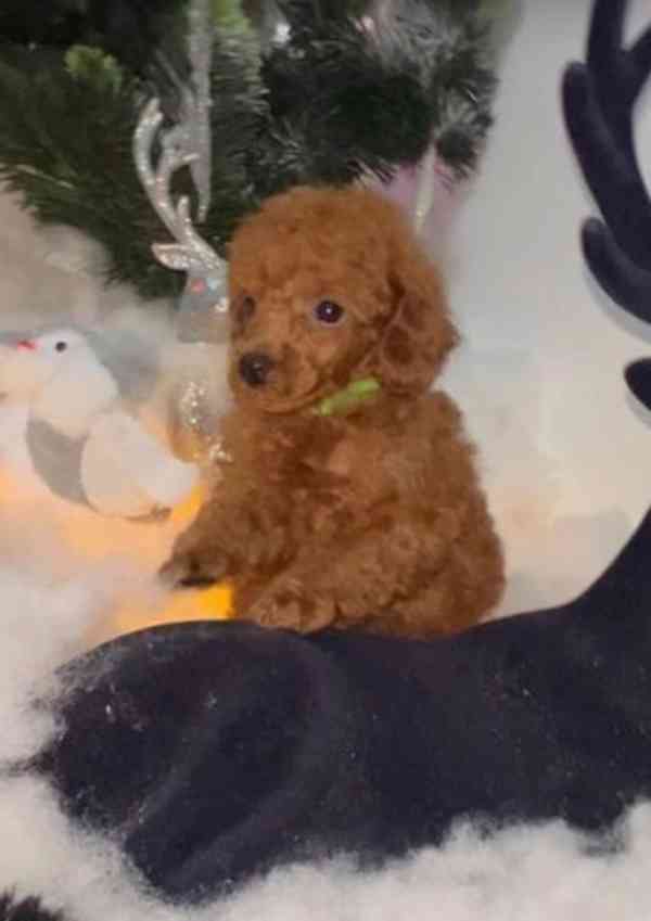 Toy Poodle For Sale - foto 2