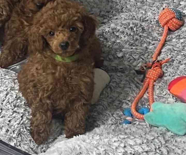 Toy Poodle For Sale