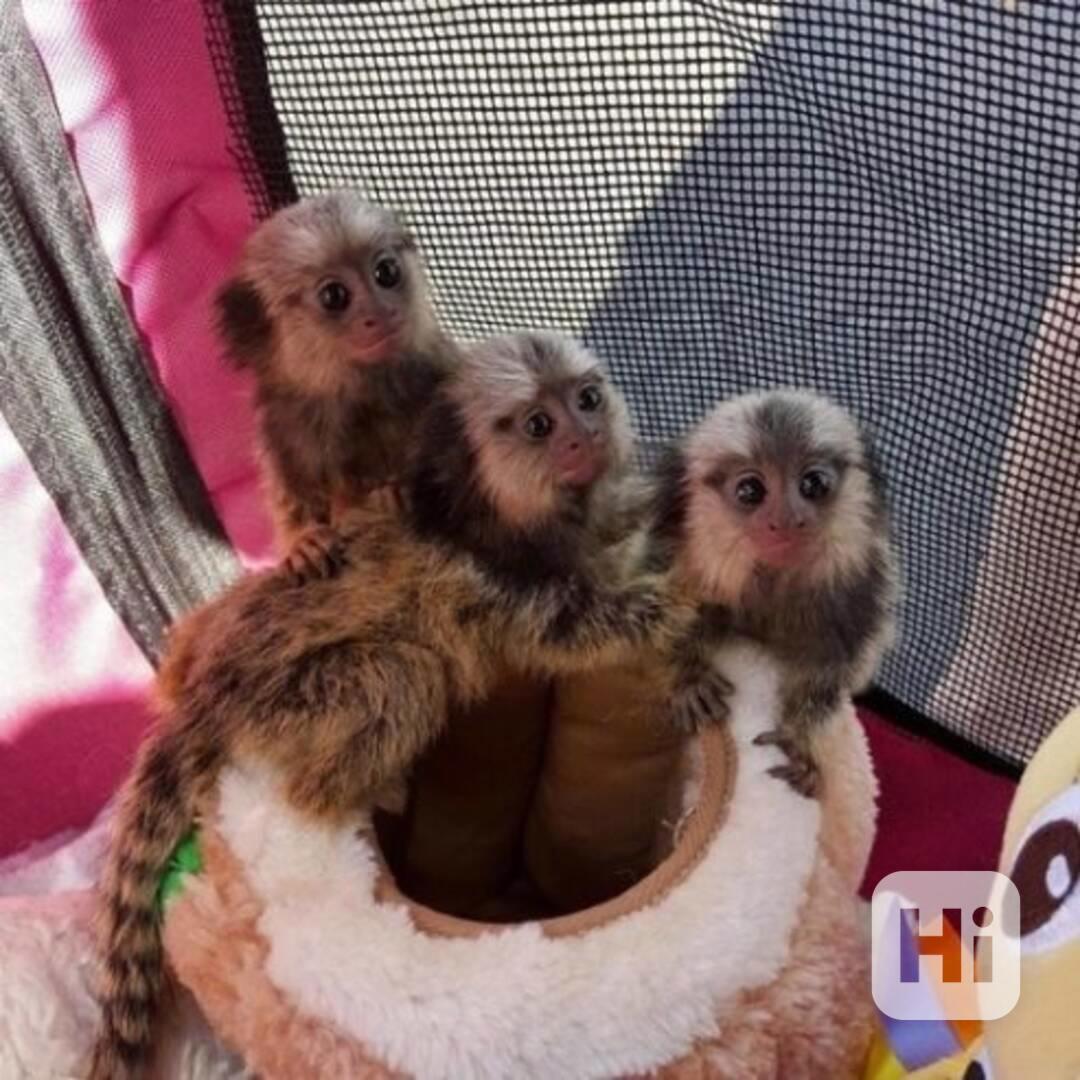 Mláďata kosmanů k dispozici - foto 1