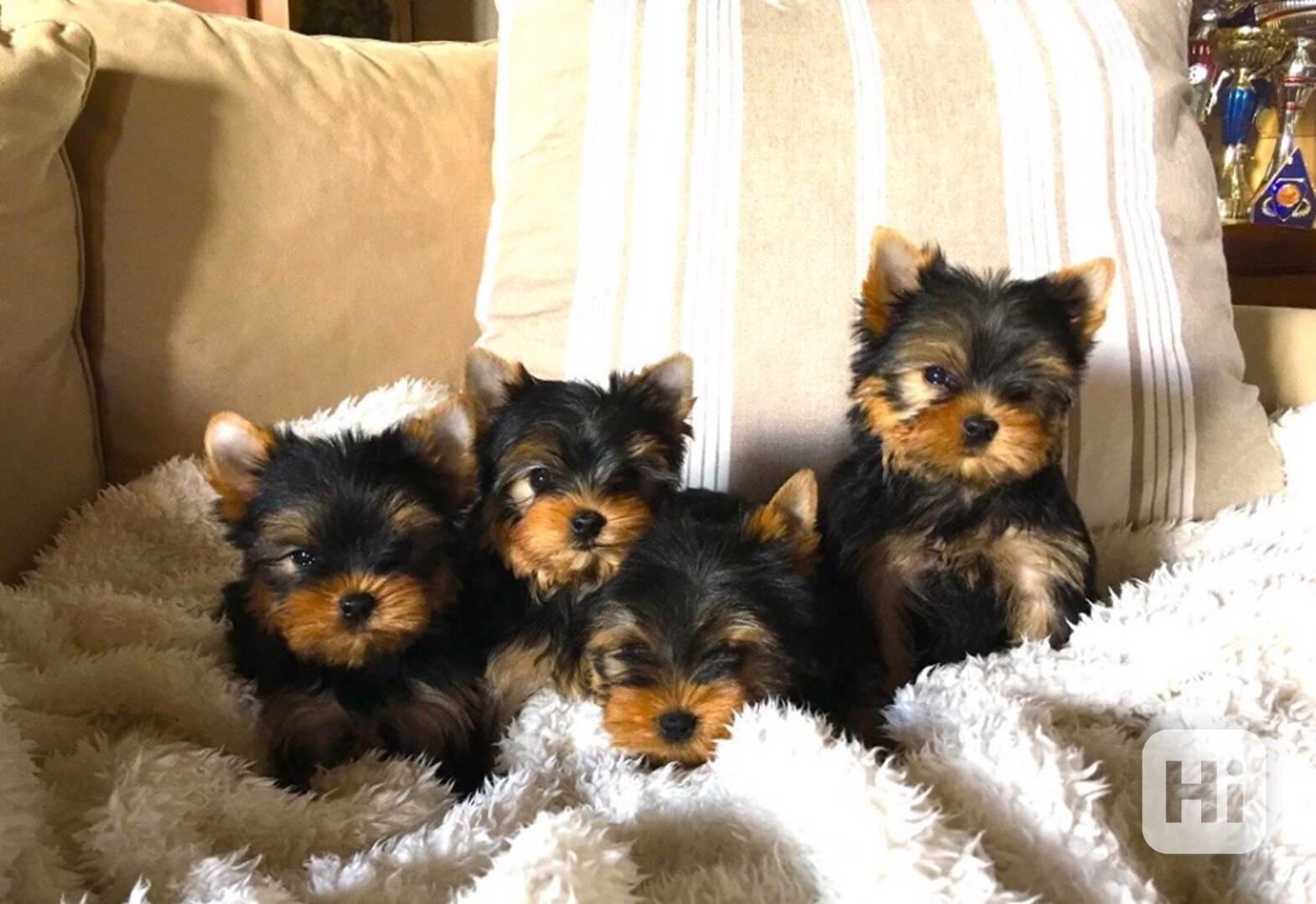 Štěňata yorkshirského teriéra k adopci a k ​​přemístění - foto 1