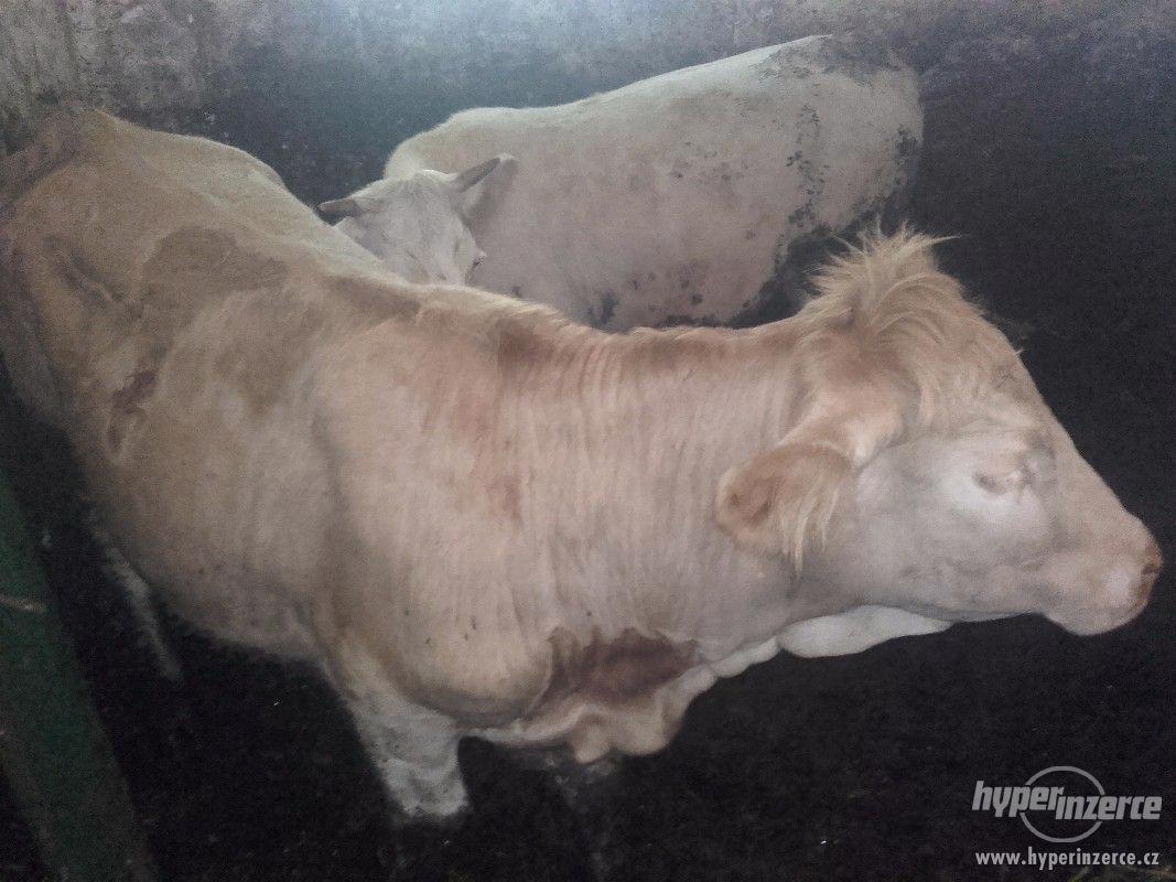 Jalovice Charolais-Limousin - foto 1