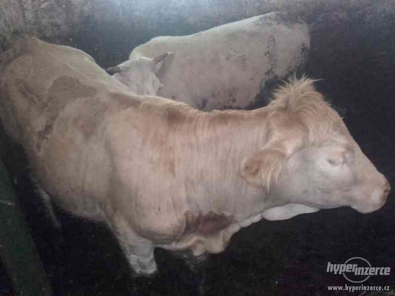 Jalovice Charolais-Limousin - foto 1