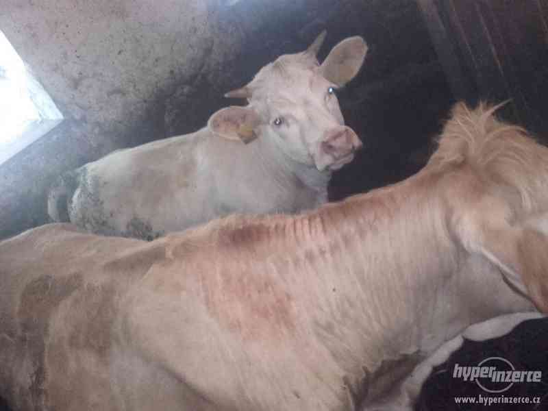 Jalovice Charolais-Limousin - foto 2