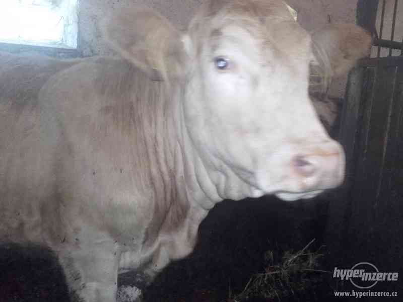 Jalovice Charolais-Limousin - foto 3