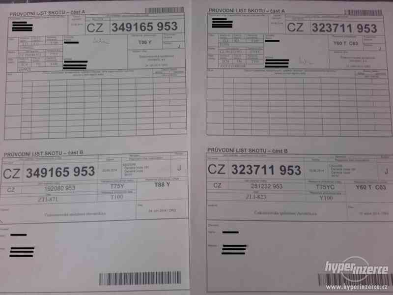 Jalovice Charolais-Limousin - foto 4