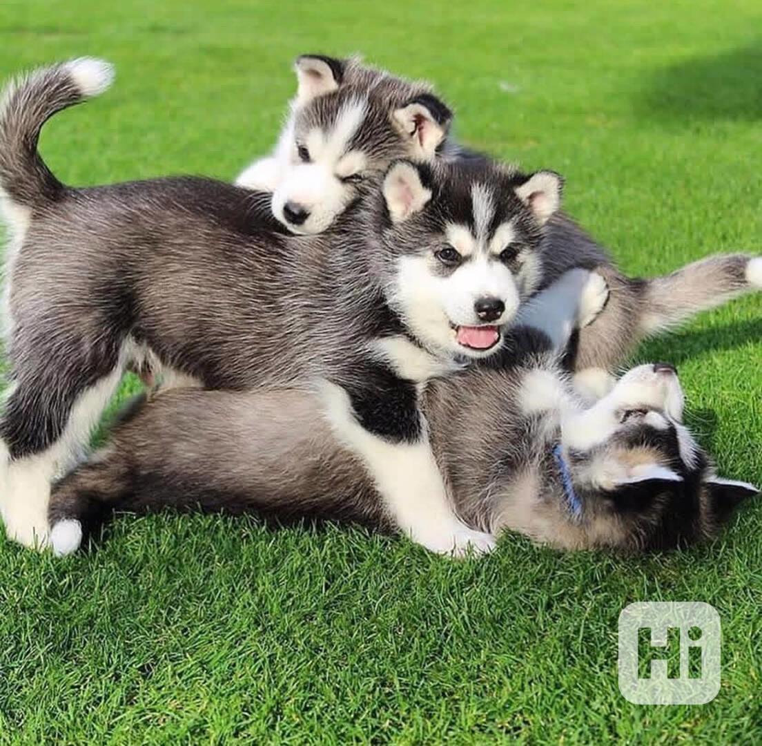 Sibiřský husky  - foto 1