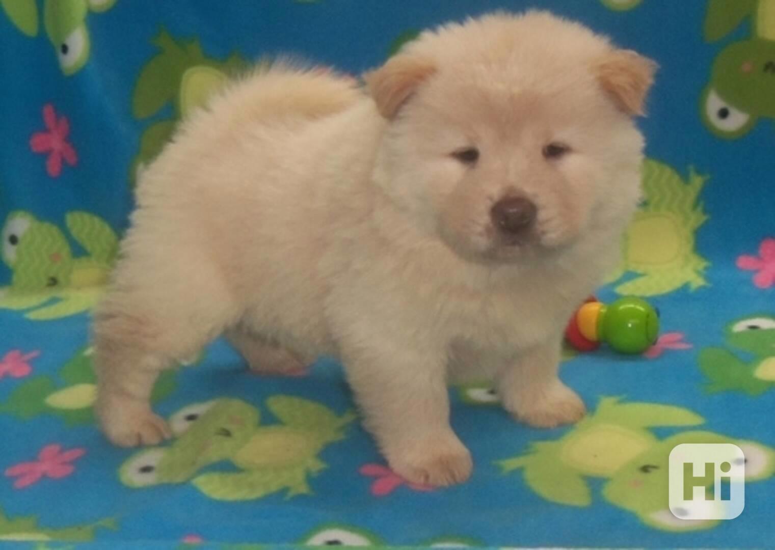 Shar pei - chow chow štěňata 3 pes 1 fena. - foto 1