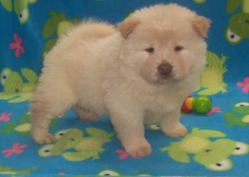 Shar pei - chow chow štěňata 3 pes 1 fena. - foto 1