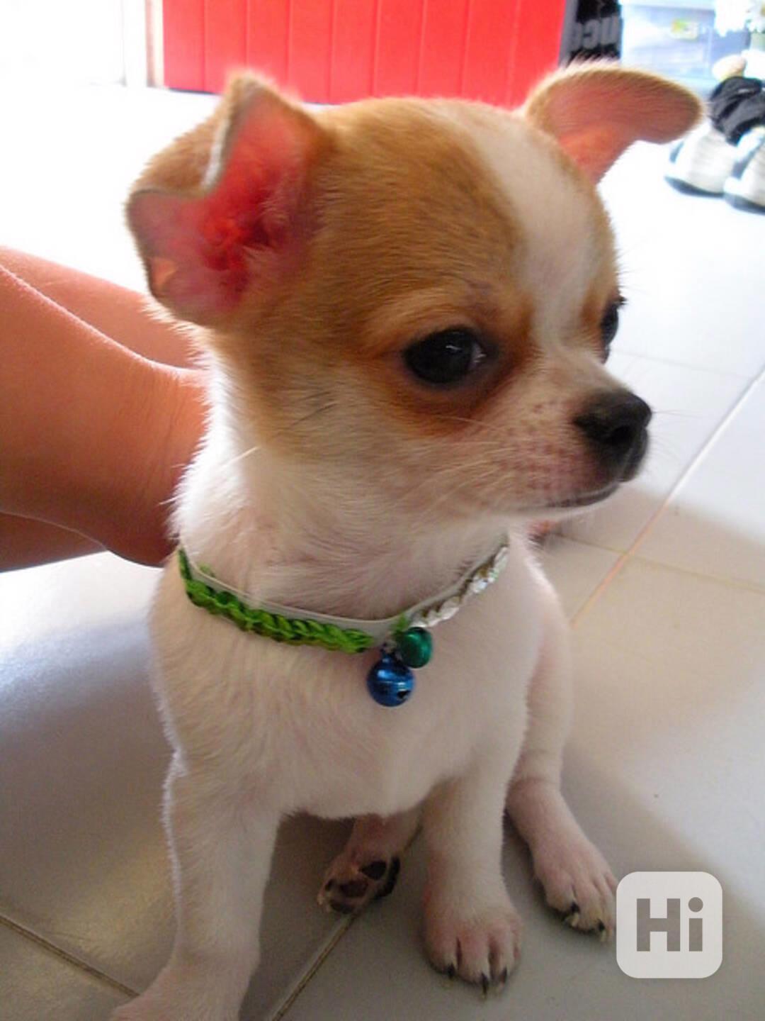 12týdenní štěňata čivavy - foto 1