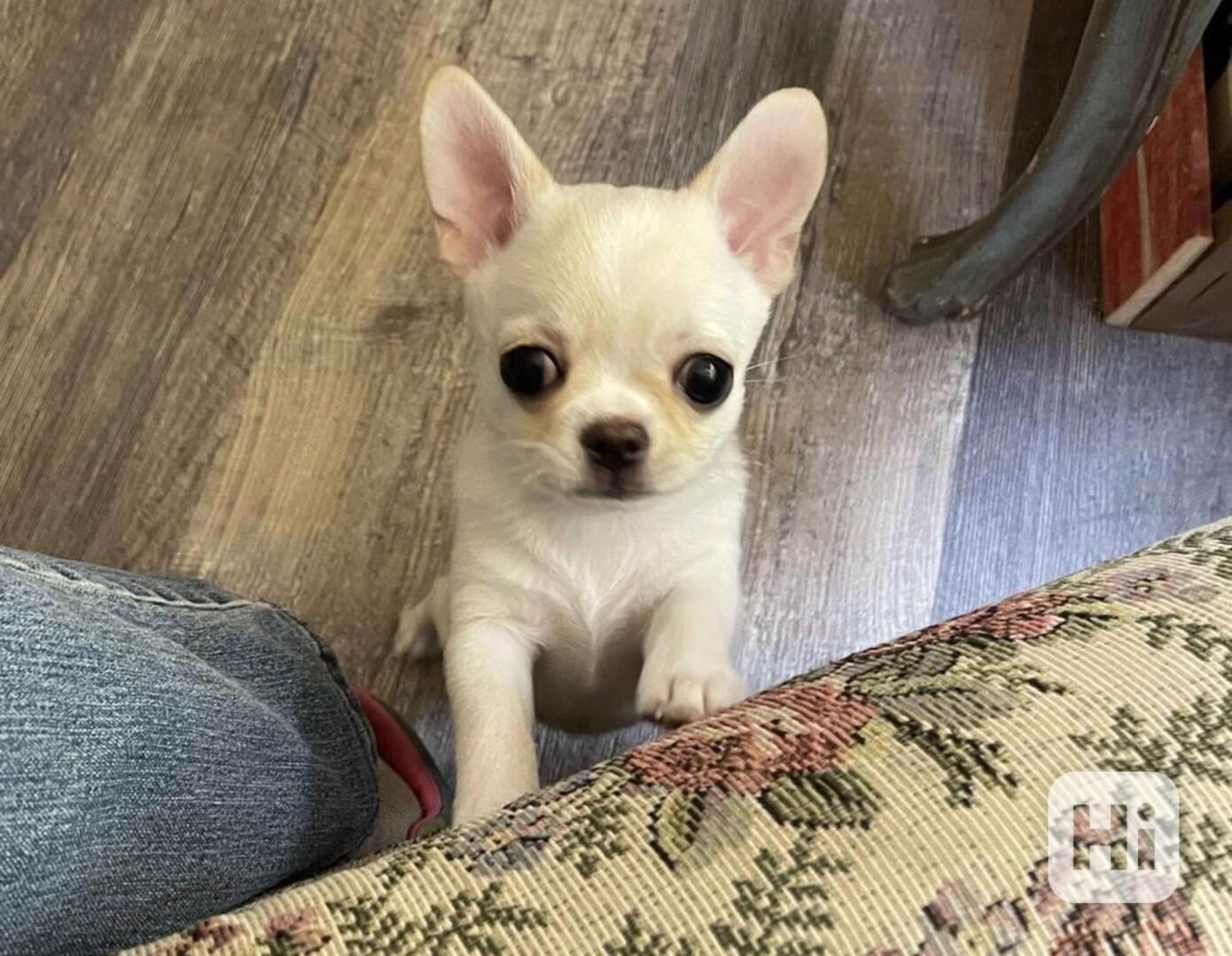 Roztomilý a rozkošný Čivava, samec a samice - foto 1