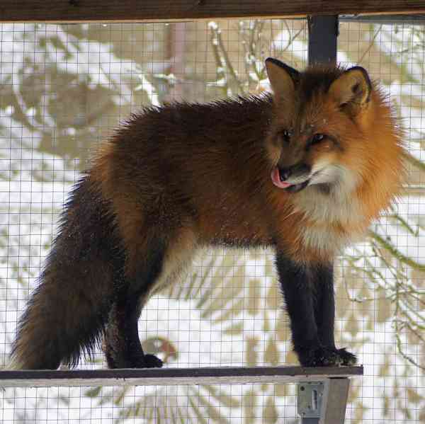 Liška domácí, standardní lišky Smokey Red rezervace 2024 - foto 8