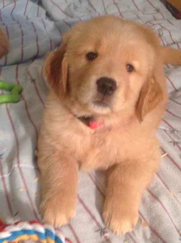 Zlatý retriever. Krásná čistokrevná štěňátka - foto 2