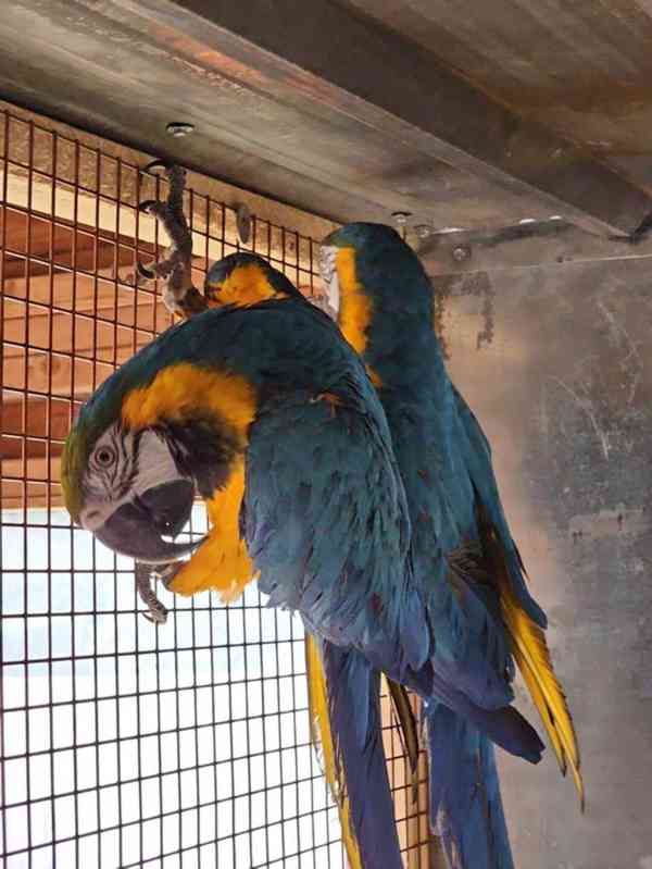 Mluvící Modré A Zlaté Papoušci Papoušci Pro Nové Domovy