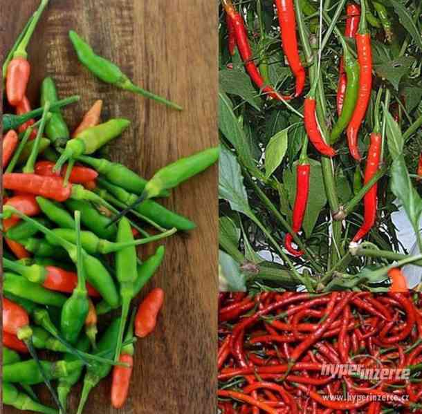 Velký výběr chilli semen a sazenice  - foto 1