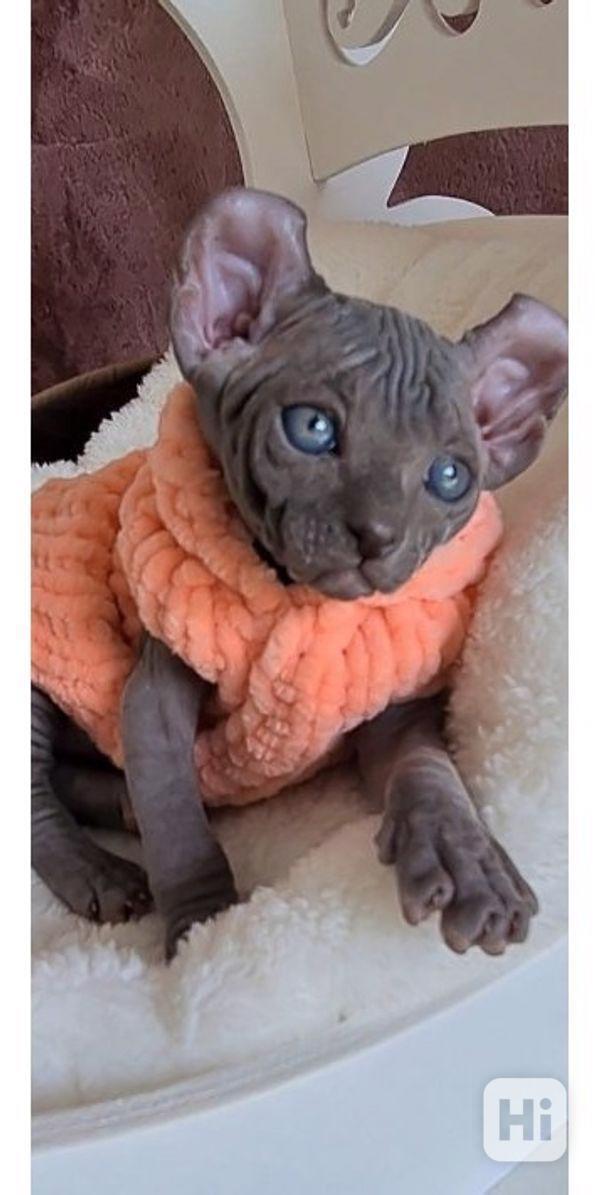  sphynx koťátka - foto 1
