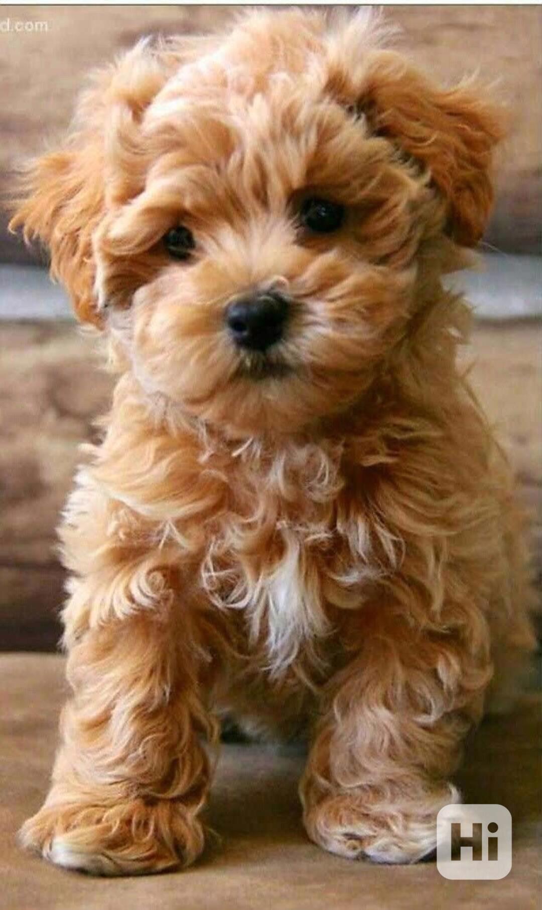 Maltské/Maltipoo mix štěňata - foto 1