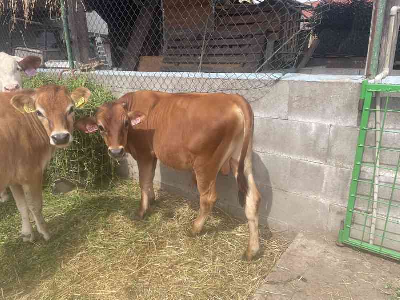 Prodej jersey býčka - foto 2