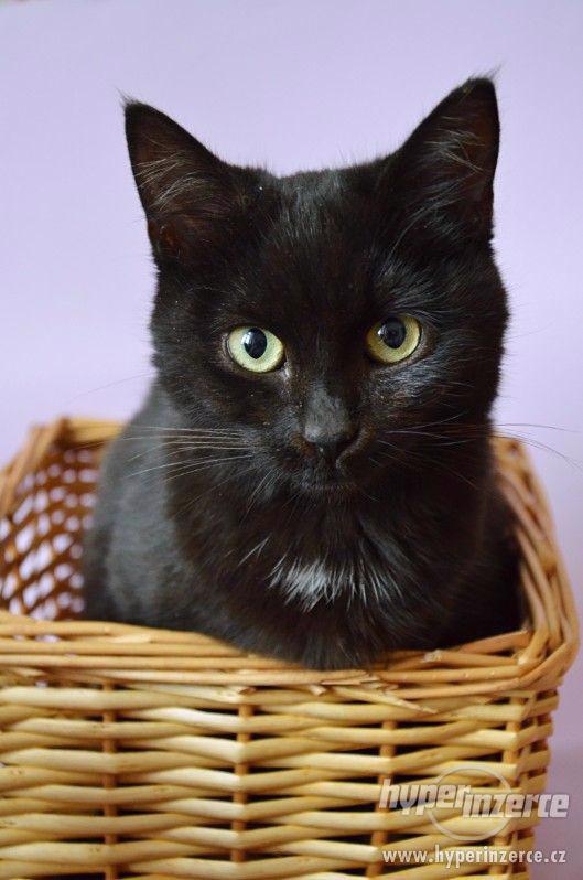 Kočička k adopci - foto 1