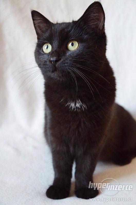 Kočička k adopci - foto 2