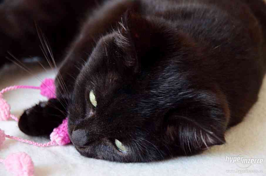 Kočička k adopci - foto 3