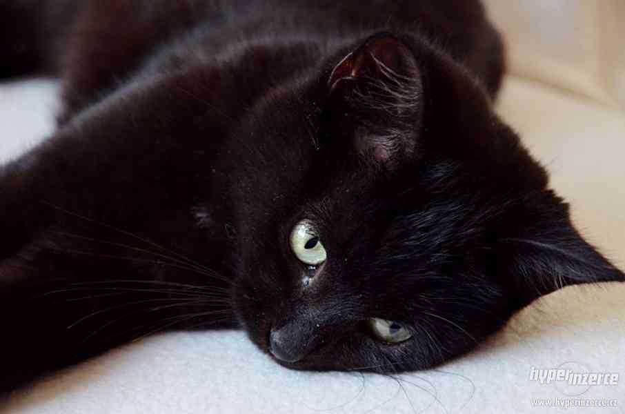 Kočička k adopci - foto 4