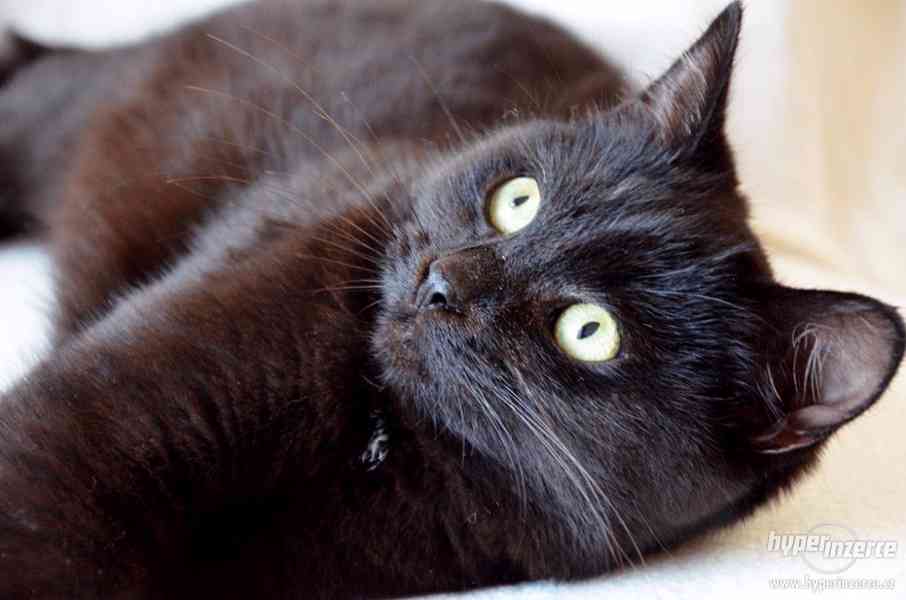 Kočička k adopci - foto 5