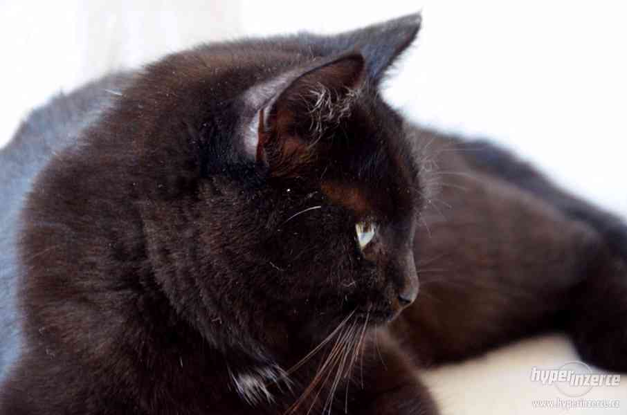 Kočička k adopci - foto 6