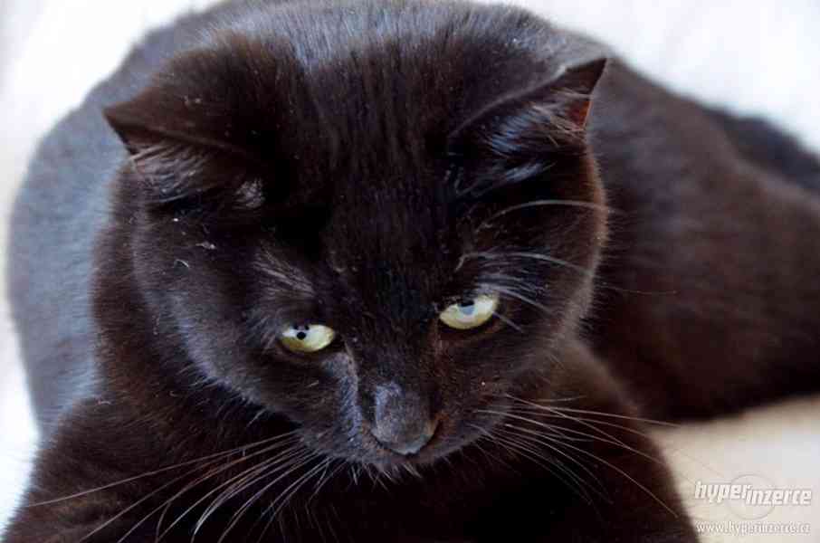 Kočička k adopci - foto 7