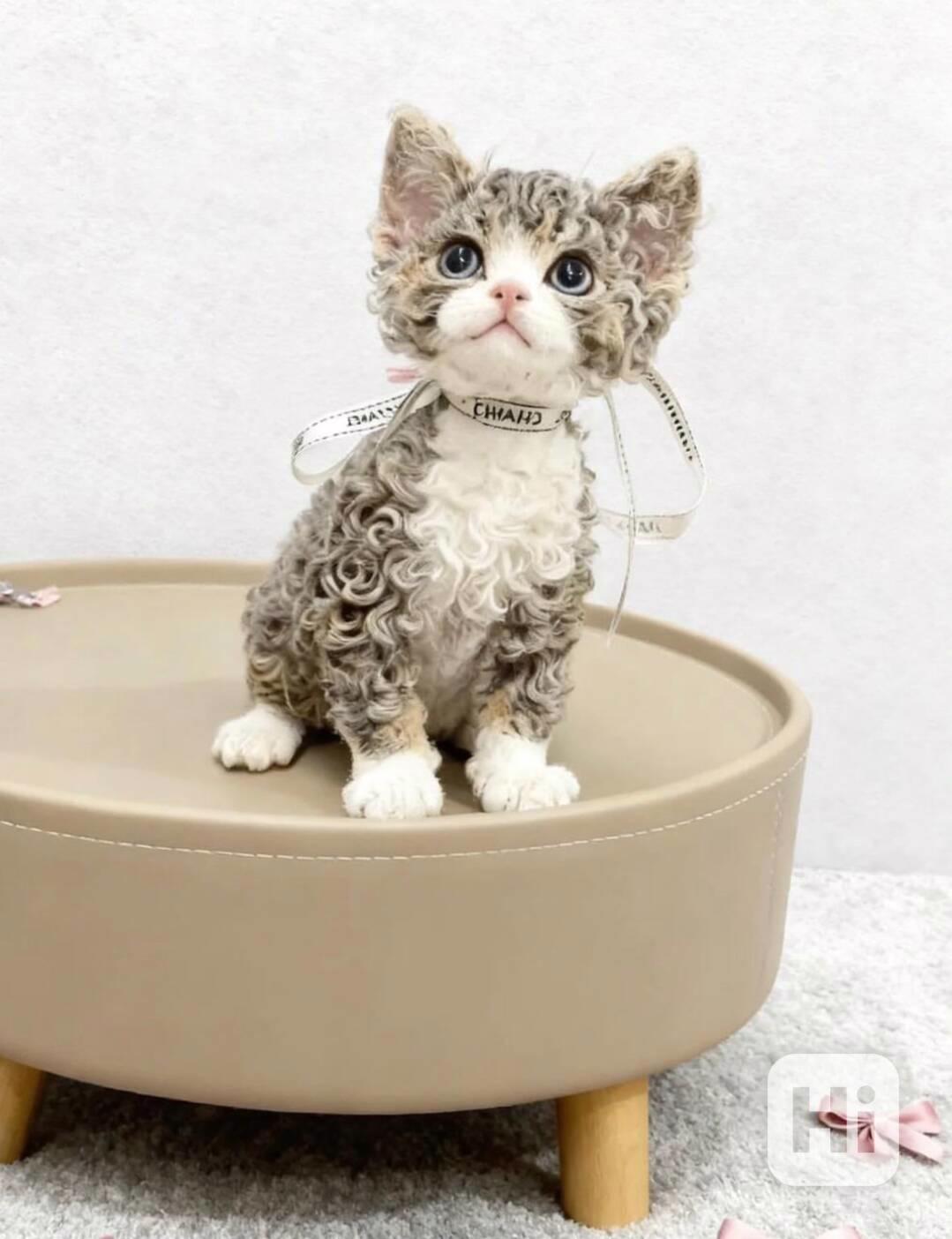 Britské dlouhosrsté kočky - foto 1