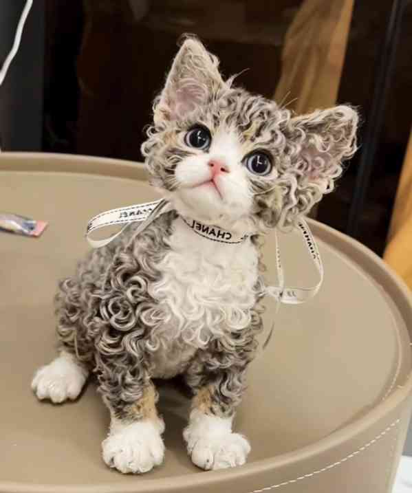 Britské dlouhosrsté kočky - foto 2