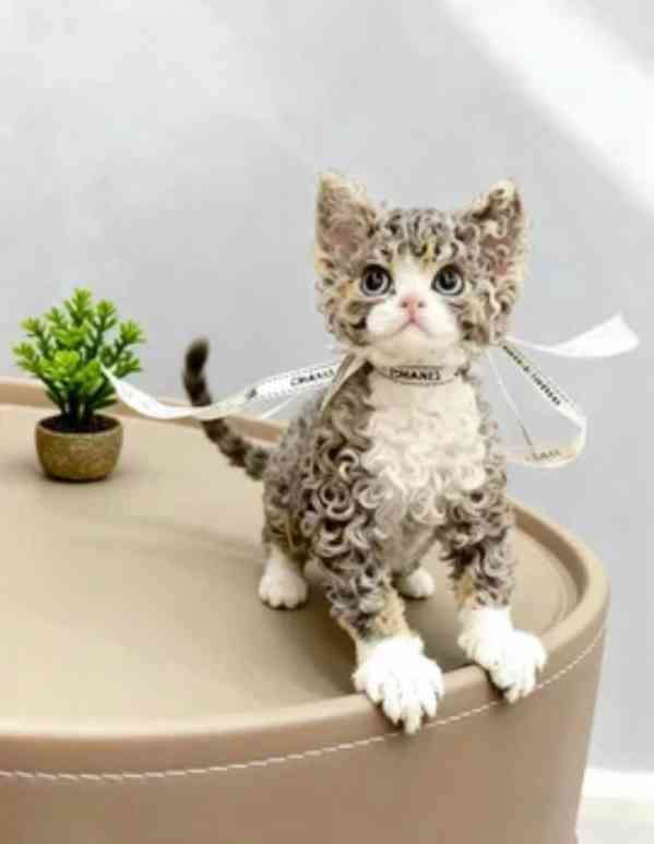 Britské dlouhosrsté kočky - foto 3