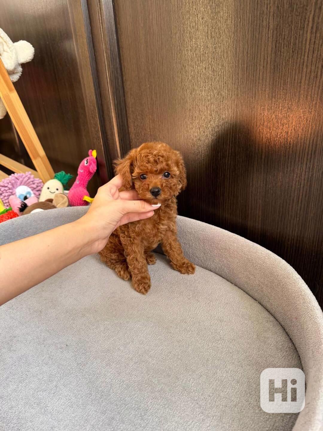 Nejroztomilejší štěňátka k odběru!!  - foto 1