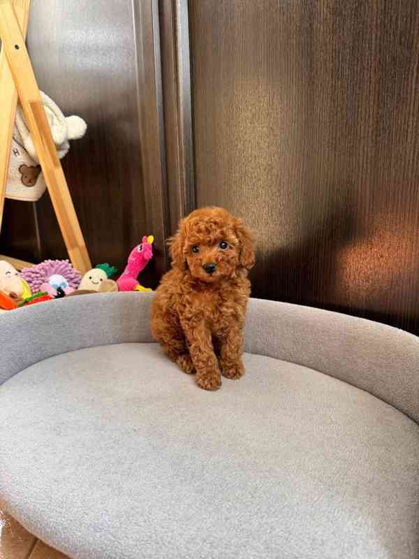 Nejroztomilejší štěňátka k odběru!!  - foto 3