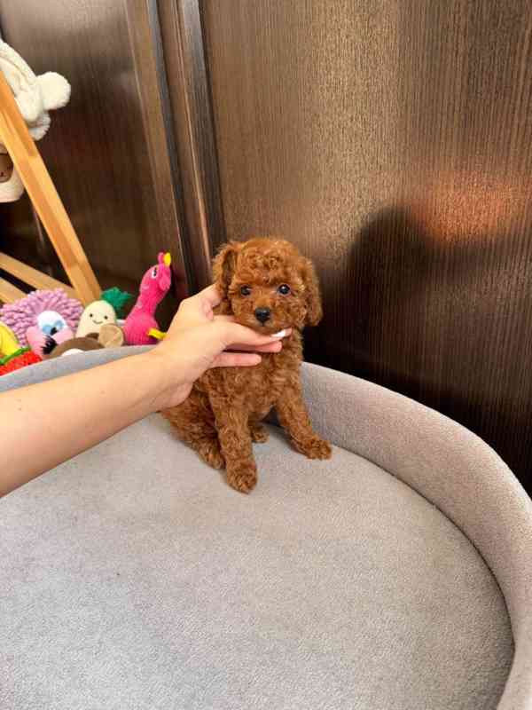 Nejroztomilejší štěňátka k odběru!!  - foto 2