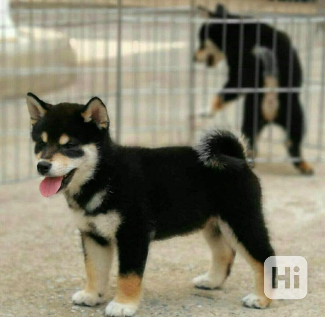 Štěňata Shiba Inu - foto 1