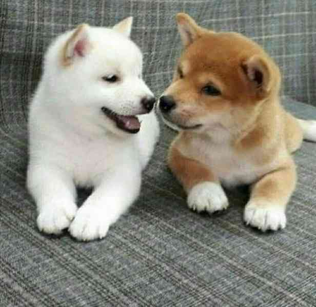 Štěňata Shiba Inu - foto 3