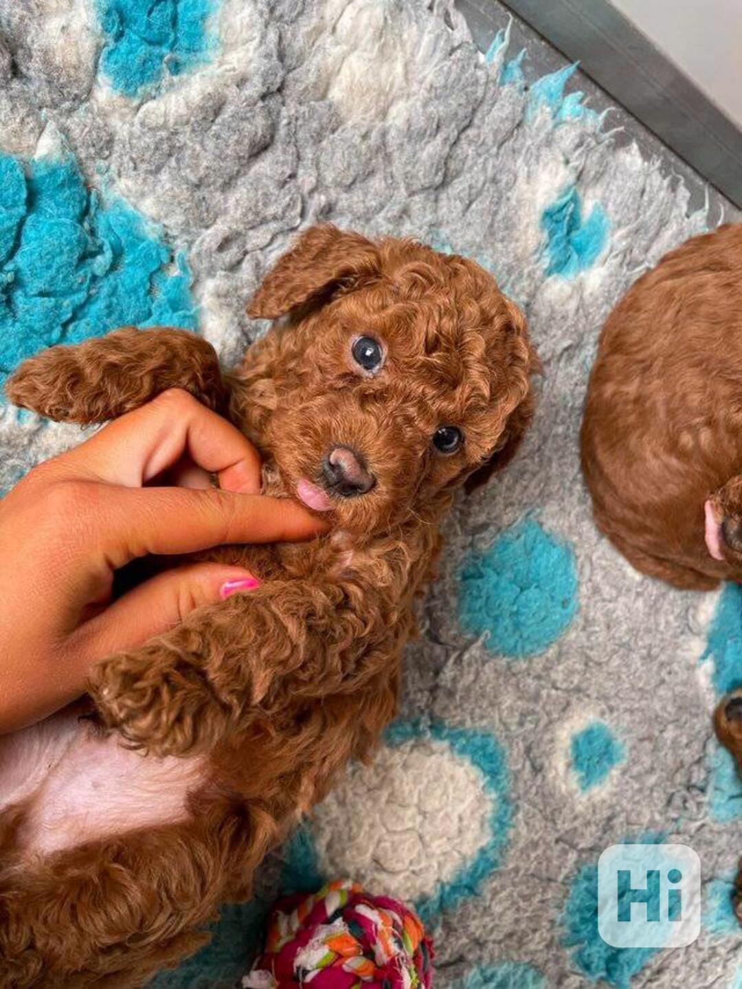 Kvalitní štěňata toy pudla k adopci zdarma!!! - foto 1